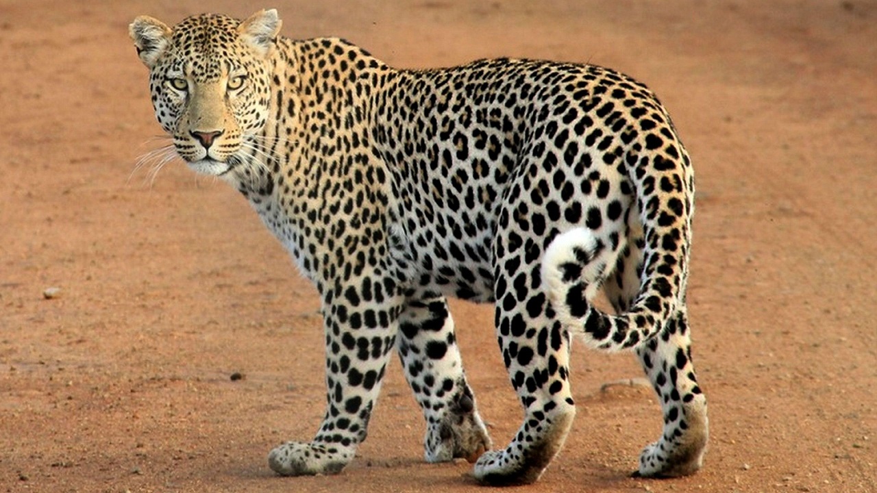 Bengaluru Emerges as India’s Leopard Capital