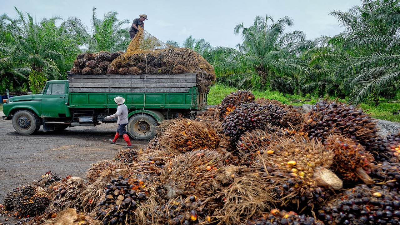 India’s Palm Oil Expansion