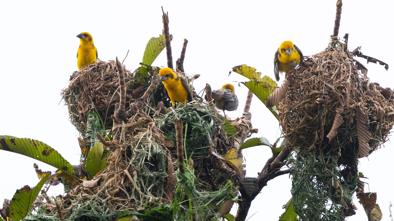 Grassland Birds Under Threat