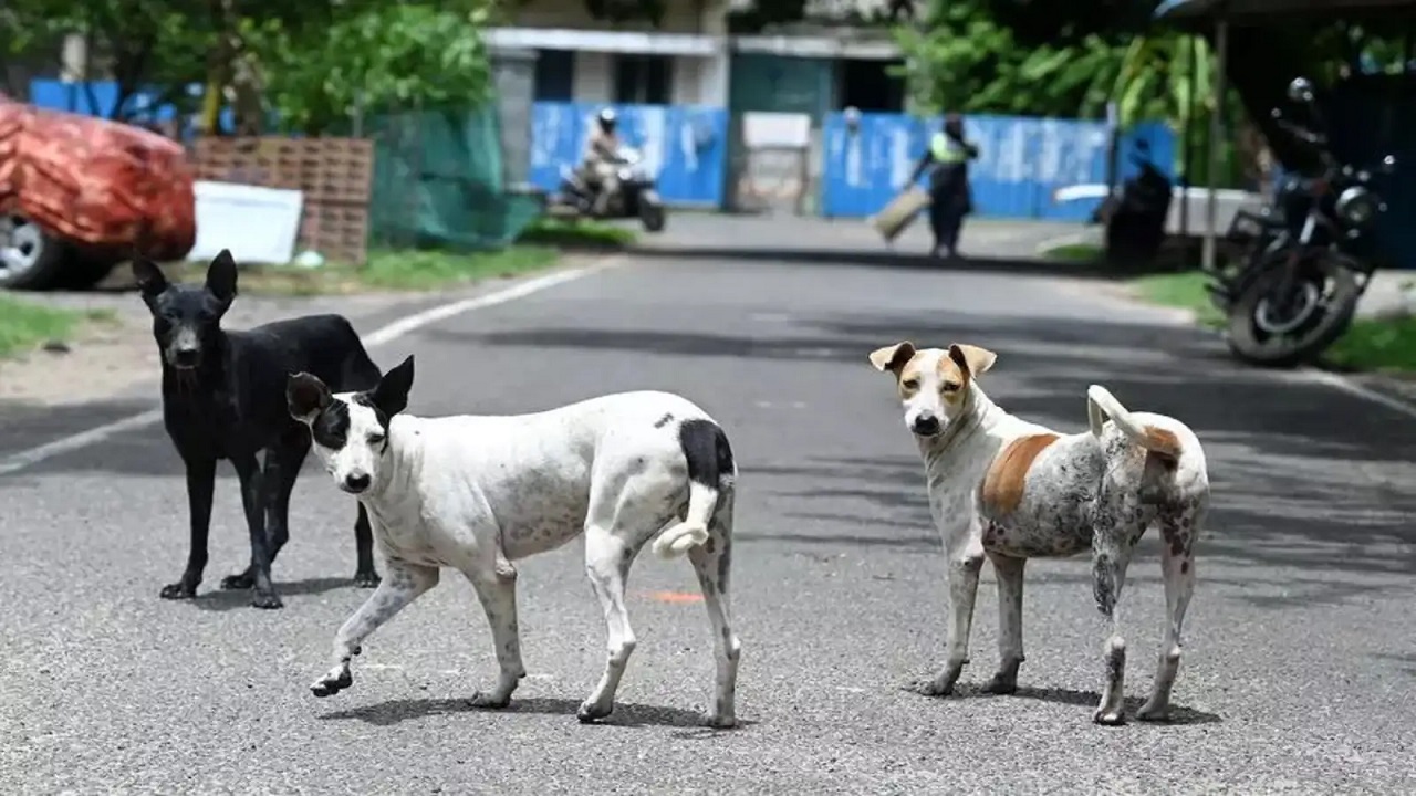 SC Directive Reshapes Urban Animal Policy 