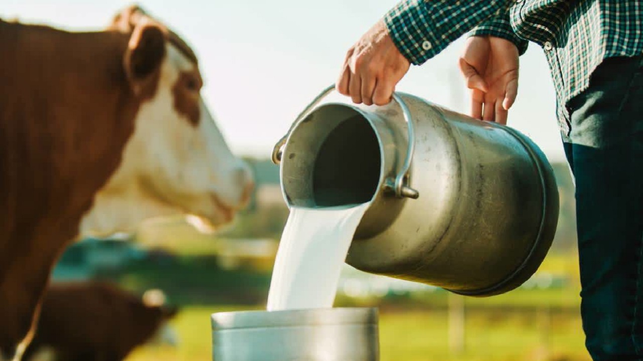 Dairy Industry in India 