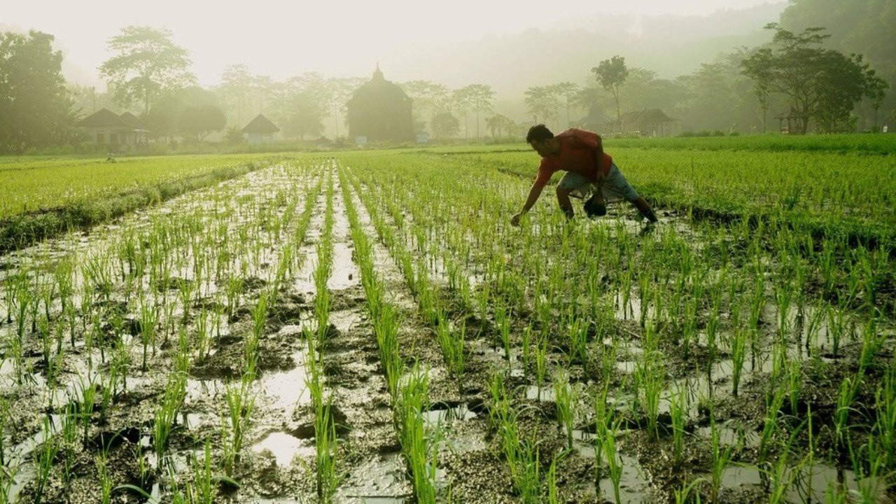 Exploring the Preference for Rice and Wheat 